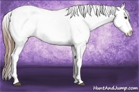 Horse Color:Red Dun Appaloosa