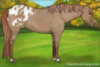 Horse Color:Red Dun Appaloosa