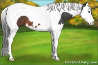 Horse Color:Brown Roan Splash Tobiano