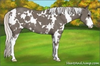 Horse Color:White Spotted Silver Smoky Black Sabino 