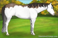 Horse Color:Buckskin Roan Splash 