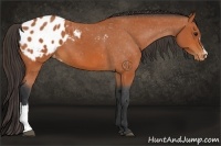 Horse Color:Bay Appaloosa