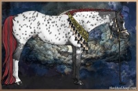 Horse Color:Painted Blue Roan Appaloosa Rabicano