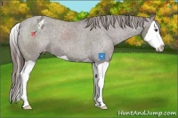 Horse Color:Liver Chestnut Splash Appaloosa 