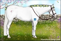 Horse Color:Palomino Splash Appaloosa 