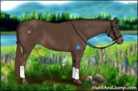 Horse Color:Liver Chestnut Sabino 