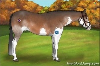 Horse Color:Bay Sabino Splash 