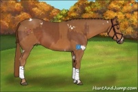 Horse Color:White Spotted Chestnut Sabino  and White Spotted Chestnut Sabino 