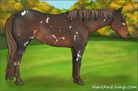 Horse Color:White Spotted Liver Chestnut 