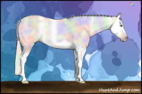 Horse Color:Gray Nacre Amber Cream Champagne Roan Splash 