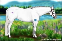 Horse Color:Silver Brown Near Leopard 