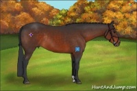 Horse Color:Bay Rabicano 