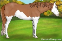 Horse Color:Chestnut Splash 