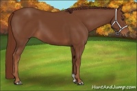 Horse Color:Chestnut 