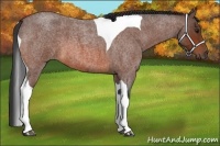 Horse Color:Bay Roan Tobiano