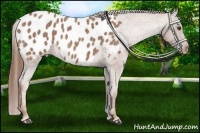 Horse Color:Red Roan Near Leopard 