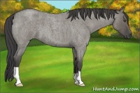 Horse Color:Smoky Grullo Roan 