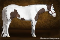 Horse Color:Liver Chestnut Splash Tobiano 
