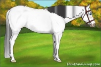 Horse Color:Bay Sabino Splash Frame 