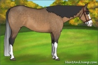 Horse Color:Bay Dun Sabino Splash