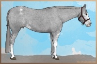 Horse Color:Smoky Black Sabino Appaloosa