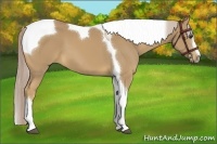 Horse Color:Palomino Sabino Tobiano