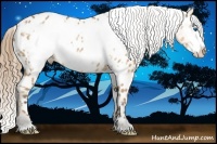 Horse Color:Buckskin Frame Appaloosa