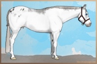 Horse Color:Smoky Black Sabino Splash Frame Appaloosa 