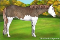 Horse Color:Liver Chestnut Sabino Splash Appaloosa 
