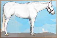 Horse Color:Brown Dun Sabino Splash Appaloosa