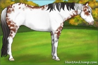 Horse Color:Bay Sabino Frame Snowflake Varnish 