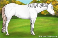 Horse Color:White Spotted Buckskin Pearl Dun Splash Tobiano Frame Rabicano