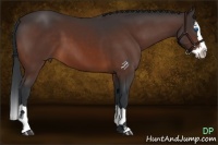 Horse Color:Bay Sabino Splash 