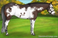 Horse Color:Bay Splash Frame 