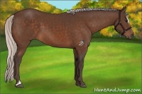 Horse Color:Silver Bay Sabino