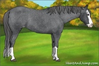 Horse Color:Black Splash Appaloosa Rabicano 
