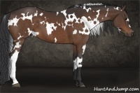 Horse Color:White Spotted Bay 