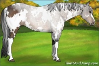 Horse Color:White Spotted Buckskin 