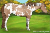 Horse Color:White Spotted Bay Pearl 