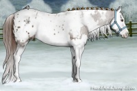 Horse Color:White Spotted Liver Chestnut Splash Appaloosa 
