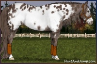 Horse Color:Liver Chestnut Sabino Frame Near Leopard