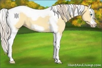 Horse Color:Gold Cream Champagne Dun Splash Tobiano Frame 