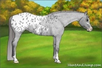 Horse Color:Blue Roan Sabino Appaloosa 