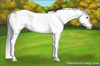 Horse Color:Bay Sabino 