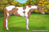 Horse Color:Chestnut Sabino Tobiano 