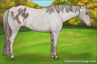 Horse Color:Liver Red Roan Varnish 
