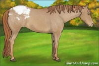 Horse Color:Chestnut Snowcap