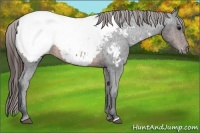 Horse Color:Brown Appaloosa