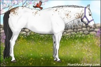 Horse Color:White Spotted Bay Dun