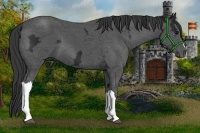 Horse Color:Black Ice 